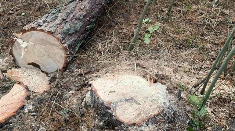 Чоловіка із Здолбунівщини оштрафували за крадіжку лісу