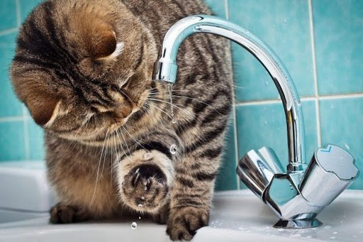 Декілька вулиць Рівного знову без водопостачання