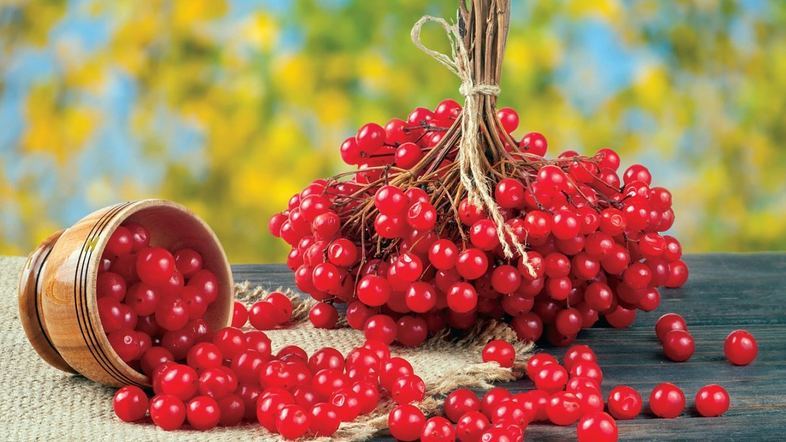 Калина зміцнить імунітет краще за ліки