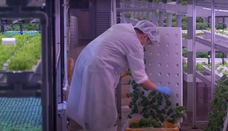 Корейці вирощують овочі під землею