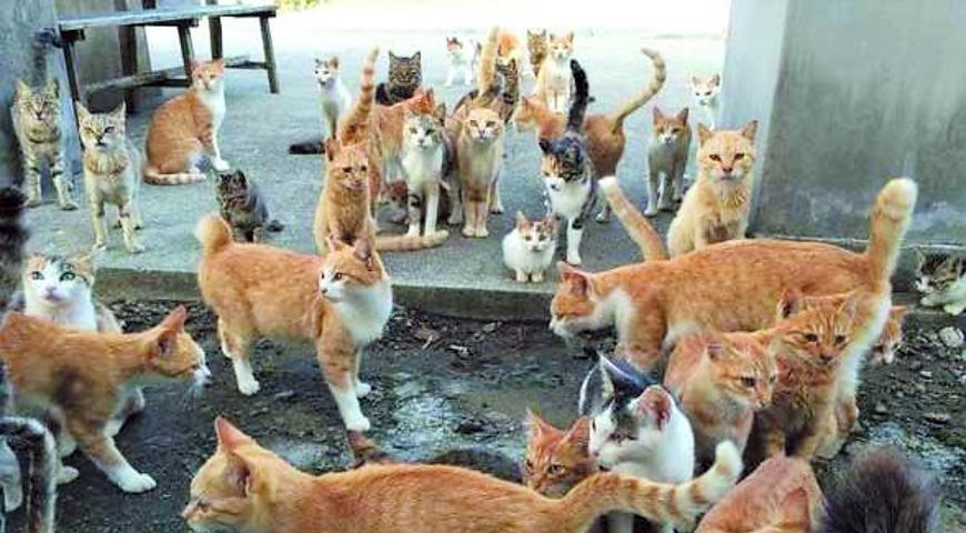 Котяче царство