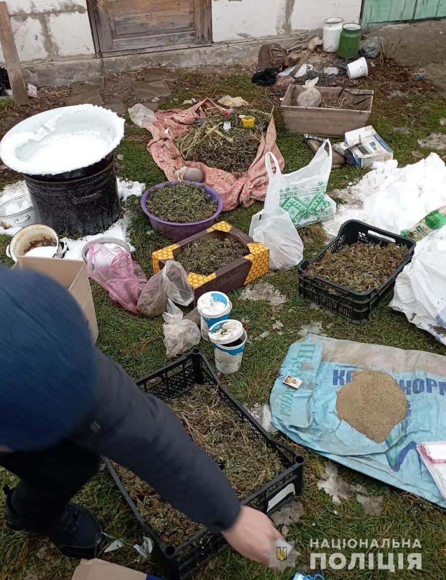 На Березнівщині поліцейські вилучили канабісу на понад півмільйона гривень