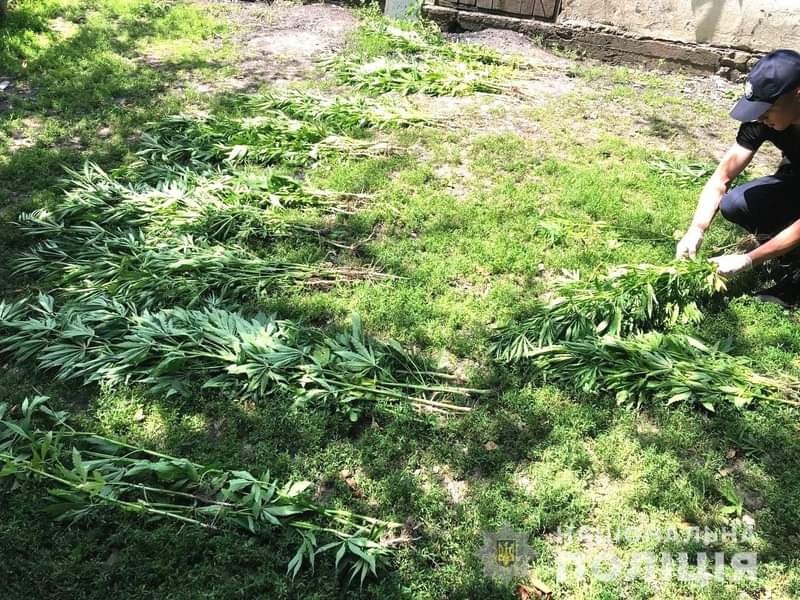 На Рівненщині затримали «агрономів», які незаконно вирощували коноплі