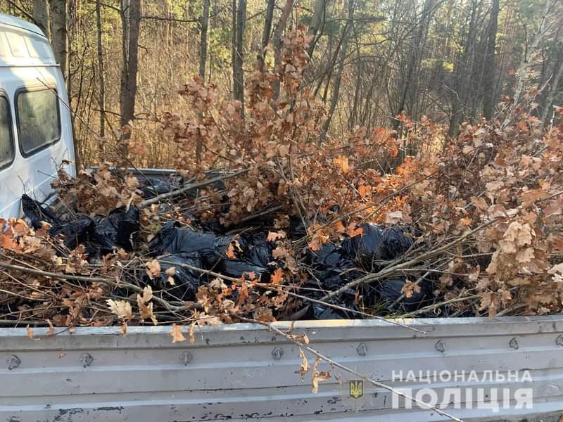 На Рівненщині невідомі намагалися викрасти 169 саджанців дуба