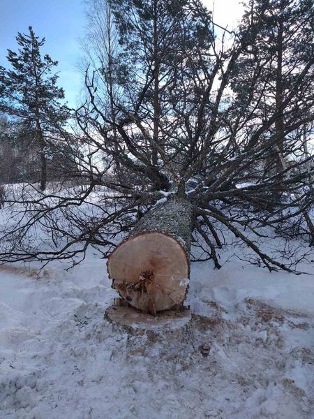 На Рокитнівщині понад півтисячі людей залишилися без електропостачання (ФОТО)