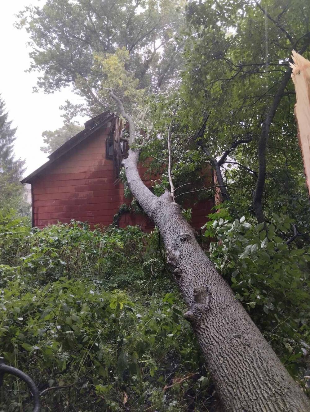 Негода на Рівненщині: вітер повалив дерева на дорогу та будинки