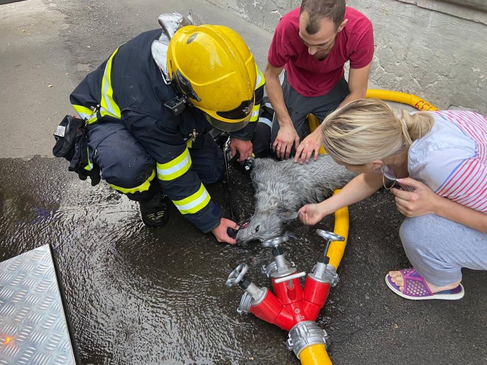 Пожежники з Рівного реанімували собаку, який знепритомнів внаслідок пожежі