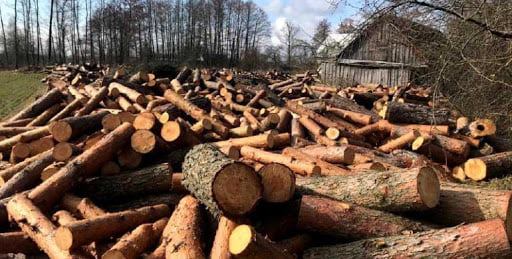 Судитимуть лісника, службова недбалість якого призвела до втрати понад 80 «кубів» лісу
