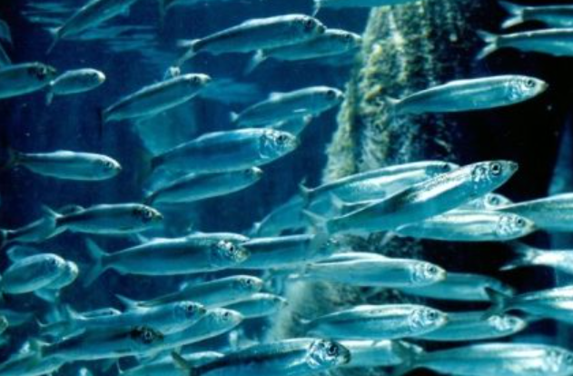 У Азовському морі помирає риба
