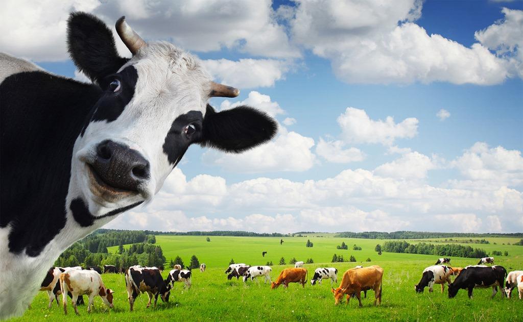 У Євросоюзі худоба продукує більше CO2, ніж автомобілі – Greenpeace