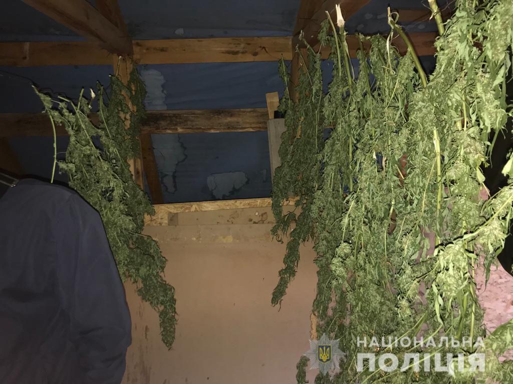 У Городку біля Рівного знайшли коноплі