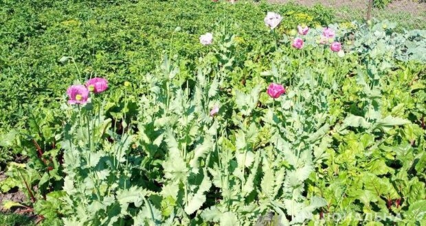У Рівненському районі виявили посіви маку і конопель