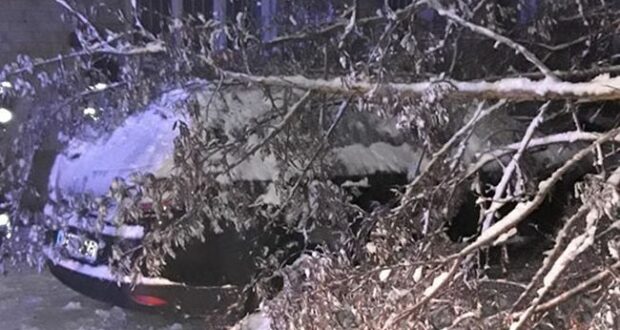 У Рівному дерева впали на автомобілі