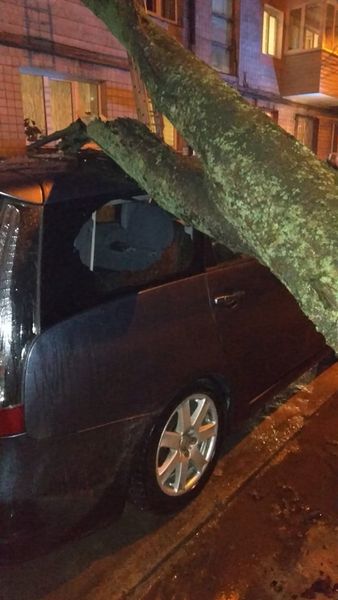 У Рівному на автомобіль впало дерево
