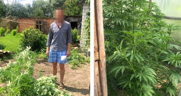 У жителя Зарічного виявили коноплю