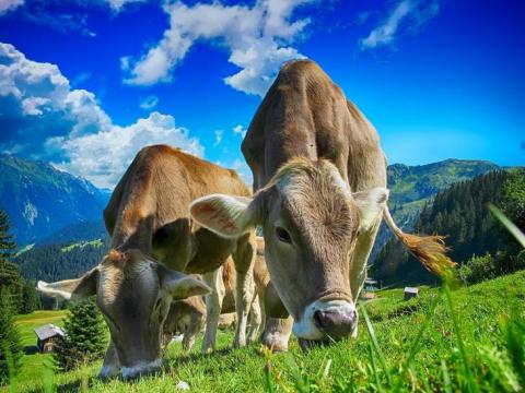 В ОРГАНІЗМІ КОРІВ ЗНАЙШЛИ СУПЕР-ЗАСІБ ДЛЯ ПЕРЕРОБКИ ПЛАСТИКОВИХ ВІДХОДІВ