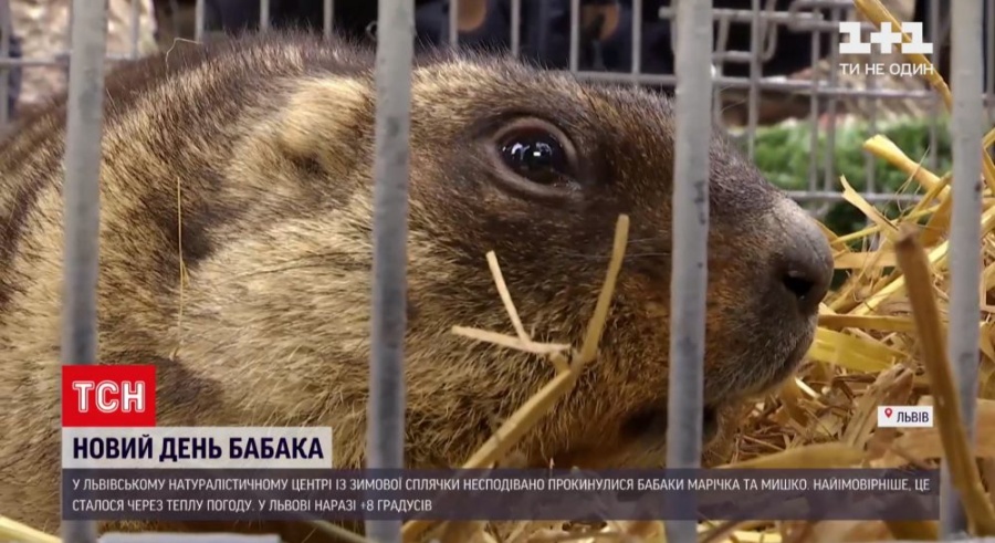 Вперше за 13 років бабаки прокинулися на місяць раніше: що це означає