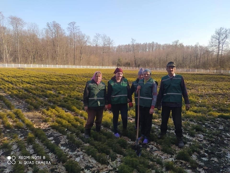 За два тижні лісівники Рівненщини висадили 18 мільйонів дерев
