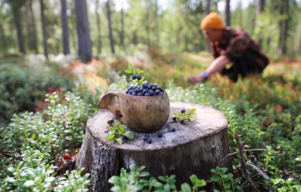 Збирати ягоди та гриби у лісах на півночі Рівненщини - заборонено