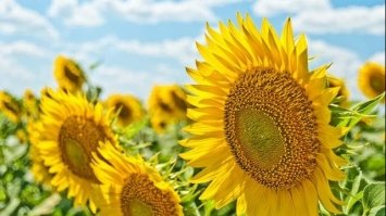 12 серпня 2021 – яке сьогодні свято: традиції, заборони і прикмети