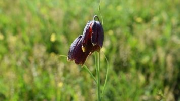 20 рослин, які можуть зникнути через війну росії в Україні