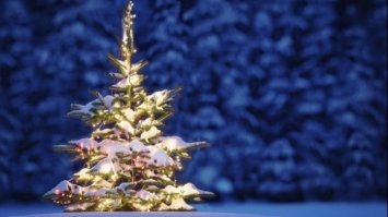 В Україні різко зросли штрафи за незаконну рубку ялинок