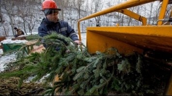 Куди подіти новорічну ялинку після свят рівнянам?
