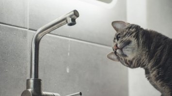 Декілька вулиць Рівного залишаться без водопостачання