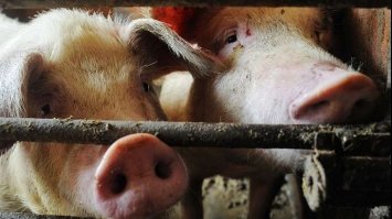 Дивовижно: біологи розшифрували «мову» свиней 