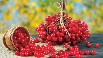 Калина зміцнить імунітет краще за ліки