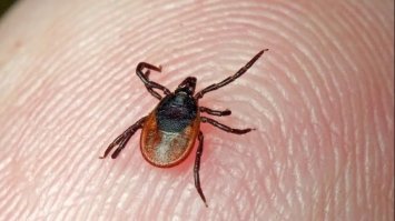 Кліщі атакують: що потрібно знати про шкідників і як від них вберегтися