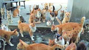 Котяче царство