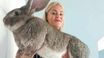 Кролик вагою 25 кілограмів