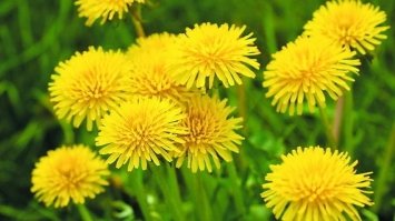 Кульбаба – еліксир життя