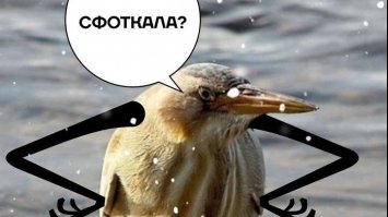 Купання на Водохреща: мережу заполонили курйозні меми та фотожаби