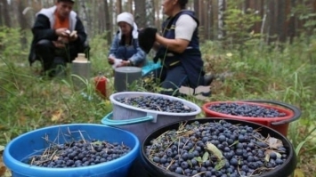 Квитків на збір чорниці продали на два мільйони
