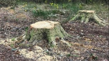 Лісника з Рівненщини покарають штрафом за неналежне виконання обов’язків