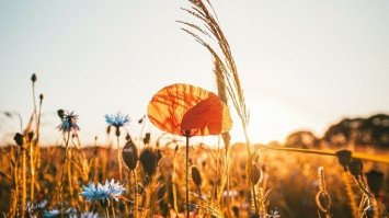 Літо у розпалі. У Гідрометцентрі розповіли, де сьогодні буде дуже спекотно