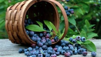 Мешканців Рівненщини закликали не ходити до Білорусі по ягоди