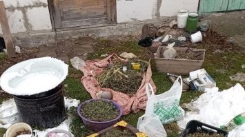 На Березнівщині поліцейські вилучили канабісу на понад півмільйона гривень