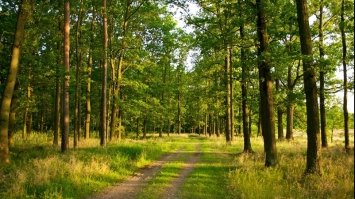 На Київщині жінка тікала від вовка, залізла на дерево та впала: з травмами вона пролежала в лісі чотири дні
