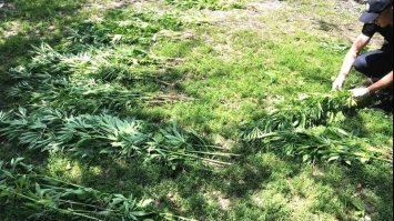 На Рівненщині затримали «агрономів», які незаконно вирощували коноплі