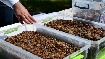 На Рівненщині розпочали легальний видобуток бурштину