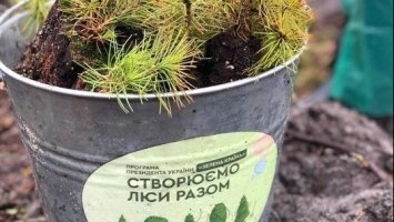 На Рівненщині висадили 24 мільйони дерев
