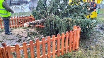 На Рівненщині впала новорічна ялинка