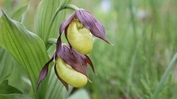 На Житомирщині створили ботанічний заказник «Черевківський»