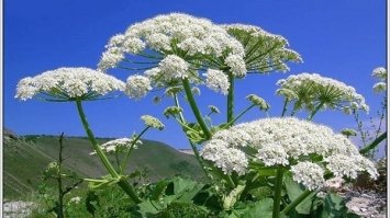 Опіки отрутою борщівника дуже небезпечні та довго гояться
