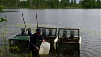 Посадили у клітку: у зоні ЧАЕС науковці вивчали забруднення організму риб