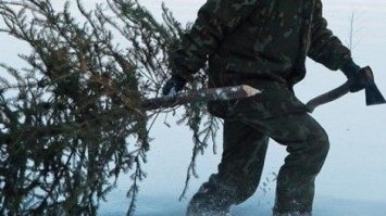 Штрафи за незаконне вирубування ялинок зростуть у чотири рази