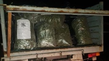 Сімейний бізнес: у пари на Миколаївщині вилучили конопель на суму майже 4 млн грн